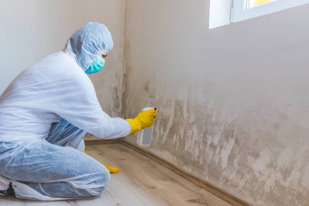 Best Crawl Space Mold Remediation  in Cottonde, AL